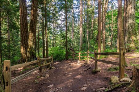 Footpath hiking trail in summer forest park british columbia canadaの写真素材