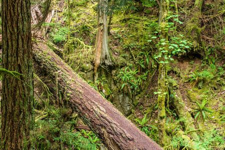 Fallen trees in the green forest park british columbia canadaの写真素材