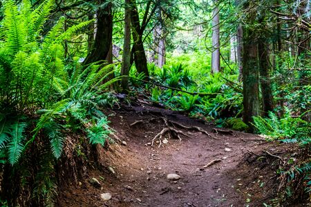 Footpath hiking trail in summer forest park british columbia canadaの写真素材