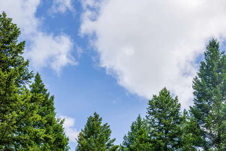 Beautiful forest green trees under blue sky with white cloudsの写真素材