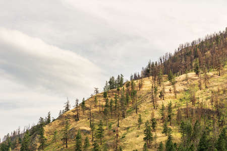 overcast summer day green forest and mountains in British Columbia Canadaの写真素材