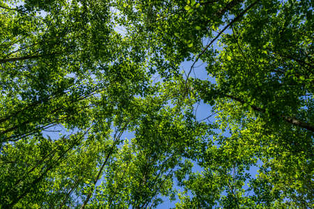 view from the bottom green trees against blue sky background.の写真素材
