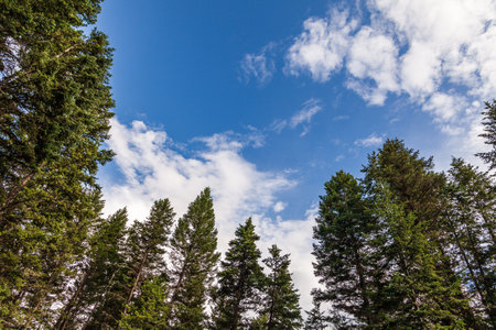 Beautiful forest green trees under blue sky with white clouds