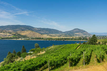 Rows of grapes on the farm shore of Skaha lake mounains blue sky and white clouds in the backgroundの写真素材