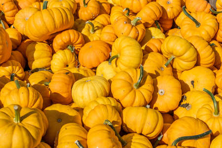 a lot of small orange pumpkins ready for sale as backgroundの写真素材