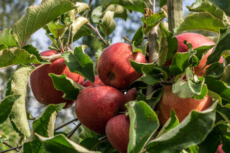 Red apples on a branch of apple tree with green leaves.の写真素材