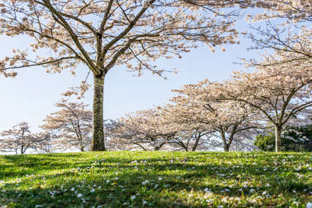 Spring blooming sakura cherry tree with flowers branch
