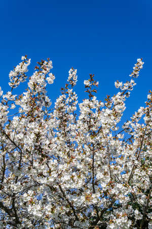 Spring blooming sakura cherry tree with flowers branchの写真素材