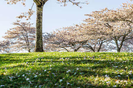 Spring blooming sakura cherry tree with flowers branchの写真素材