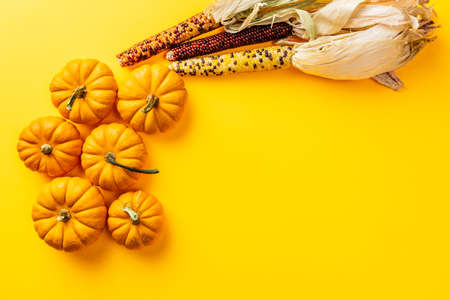 autumn pumpkins and corn on yellow clean background with copy space.の写真素材