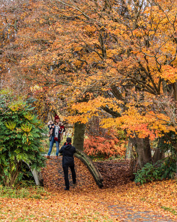 VANCOUVER, CANADA - NOVEMBER 21, 2020: Beautiful trees in the park colorful autumn leavesのeditorial素材