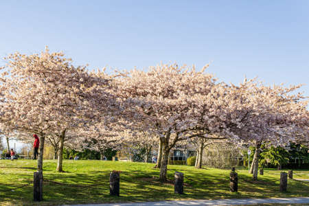 Cherry trees with fresh pink flowers in spring park.の写真素材