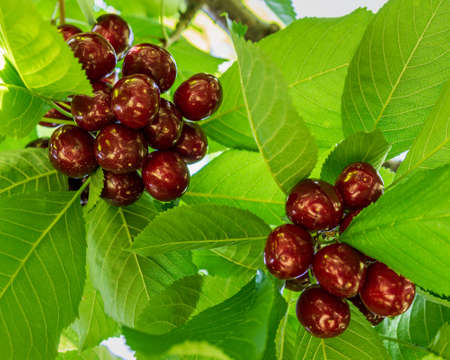 Cherry berry on the branches under green leaves small round dark red fruit