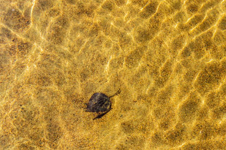 view of the bottom of the lake through clear water rocks and sand background