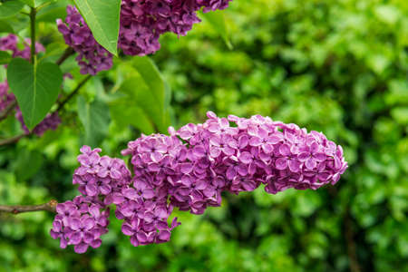 branch with blooming purple flower of lilac.の写真素材