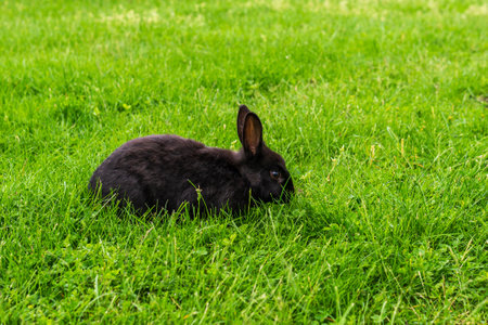 spring rabbit in a green field Easter symbol beautiful April background.の写真素材