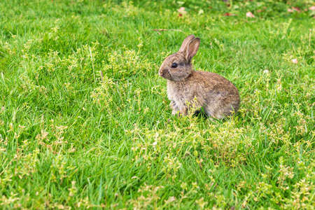 spring rabbit in a green field Easter symbol beautiful April background.