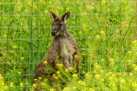 closeup of sitting red-necked wallaby Macropus rufogriseus animal farmの写真素材