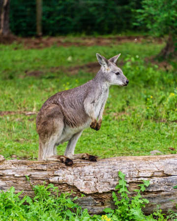 closeup of sitting red-necked wallaby Macropus rufogriseus animal farmの写真素材