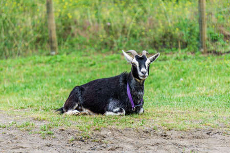black goat with large horns, on the green meadow or farm.の写真素材