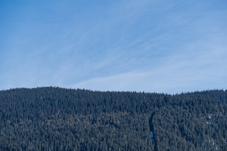 spring forest in the mountains with blue sky minimalism.の写真素材