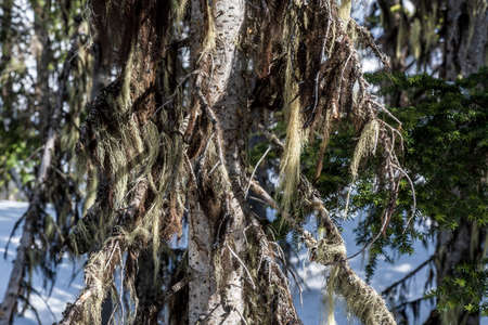 inside the winter forest moss on the trees british columbia.の写真素材