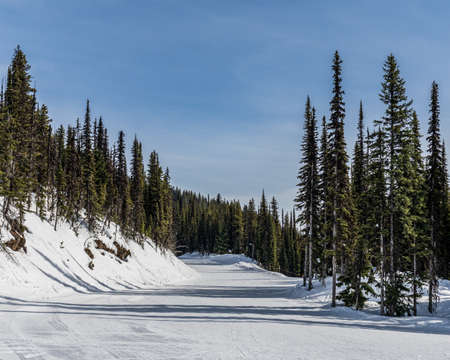 ski resort trail covered in snow and tall green trees revelstoke british columbia.の写真素材