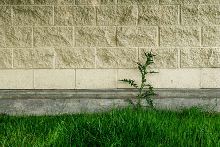 one green plant against the wall and bright grass.の写真素材