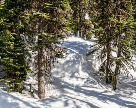 evergreen trees in a winter forest with fresh snow during a sunny day.の写真素材