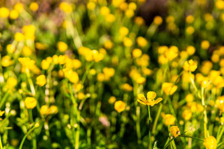 one buttercup flower against blurry background of yellow wildflowers.の写真素材