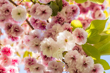 Blossoming fruit tree with white pink looking up background.の写真素材