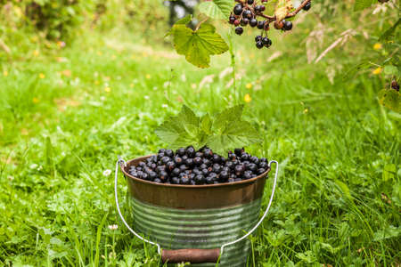 Black currant berries in a metal bucket at organic farm.の写真素材