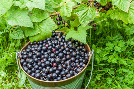 Blackcurrant berries in a metal bucket at organic farm top view.の写真素材