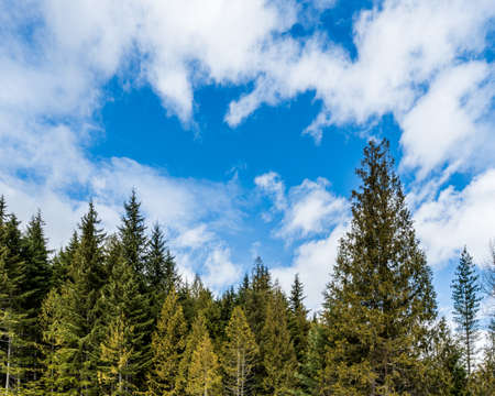 Beautiful green tree on blue cloudy sky background.の写真素材