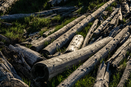 very old wooden gray logs dry on sun nature background.の写真素材