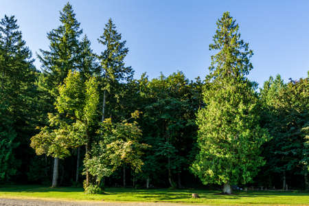 Beautiful meadow with green tall trees in the park clear blue sky summer time.の写真素材