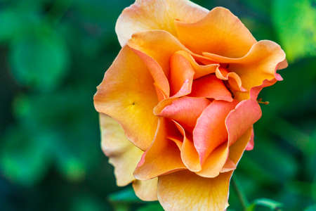 Beautiful blooming rose flower with green leaves on a background summer garden close up..の写真素材