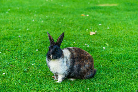 Little colored rabbit on the green grass eating in summer Easter celebration beautiful pet animal.の写真素材