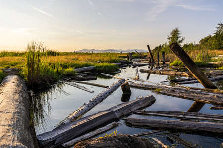 Beautiful landscape of Sturgeon Banks Natural Area wildlife nature reserve near Richmond British...