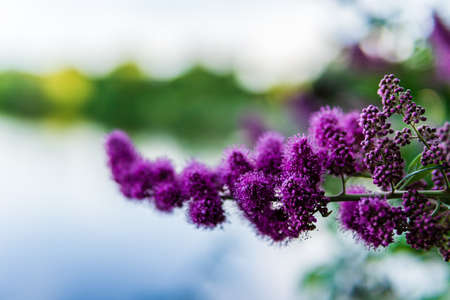 hardhack steeplebush or rose spirea wild pink flower blooming with green background.の写真素材