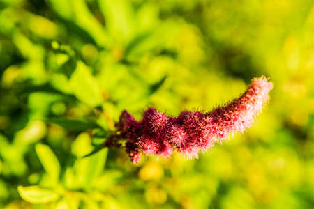hardhack steeplebush or rose spirea wild pink flower blooming with green background.