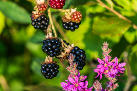 fresh blackberries in a garden with wild flowers and green background.の写真素材