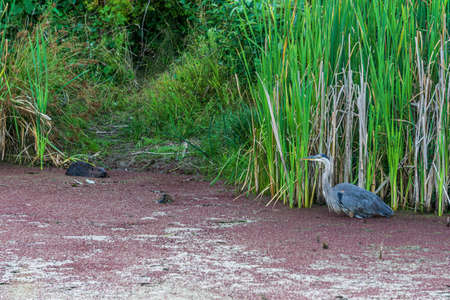 great blue Heron hunting in a pond near the reeds hunts for fish.の写真素材