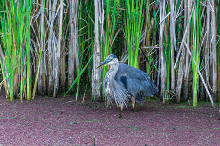 great blue Heron hunting in a pond near the reeds hunts for fish.の写真素材