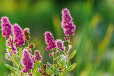 hardhack steeplebush or rose spirea wild pink flower blooming with green background.の写真素材