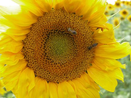 Two workerbees on big yellow sunflower in Ukraine fieldの写真素材