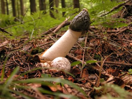 Big pretty mushroom in forest with grassの写真素材