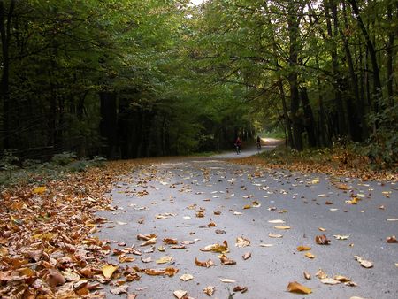 The twisting road doted with leaves and two bikes in autumn parkの写真素材