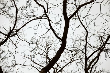 Big tree on white grey sky background. Isolated.の写真素材