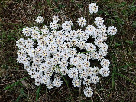 White fragile flowers on grassの写真素材